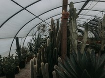 cactus in a green house 