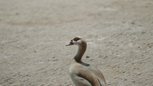 Close up of Egyptian Goose (Alopochen aegyptiaca) On A Sunny Day In Africa. 
