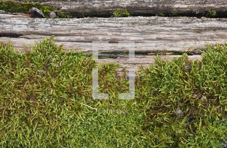 moss (scientific classification Plantae Embryophytes Bryophyta) plant growing on a tree trunk