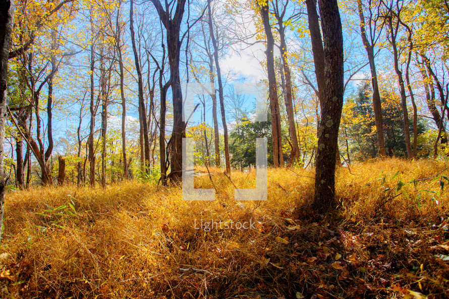 A forest with bright yellow grass during the fall season