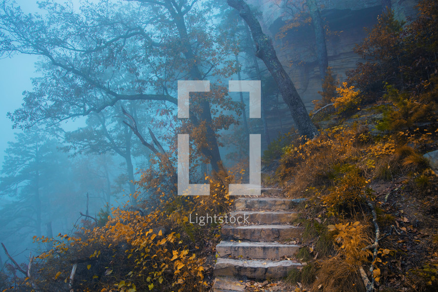 A foggy forest during the fall season with stone steps