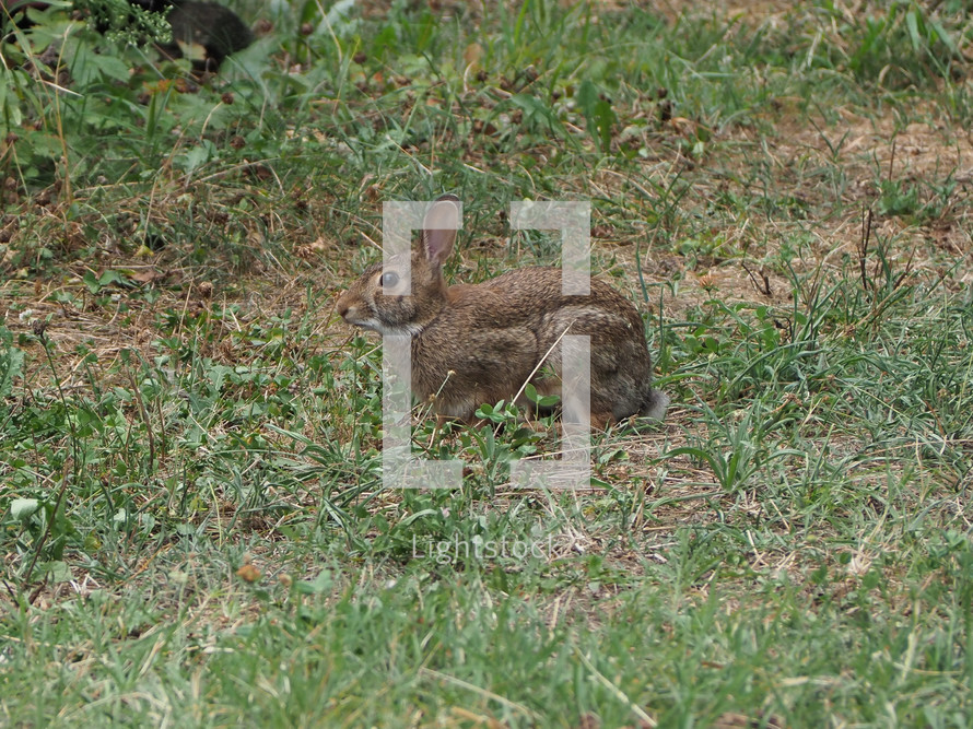 hare (scientific name Lepus timida) in a meadow