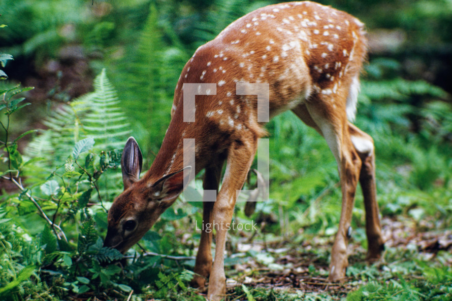 baby deer fawn in a forest 