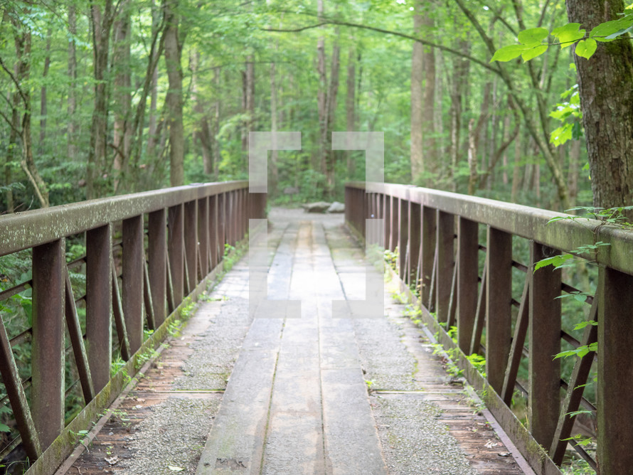 wooden bridge in a forest 