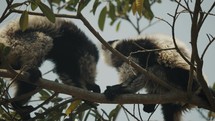 Close up of Pair Of Black-and-white Ruffed Lemur Sitting On The Tree Branch. 