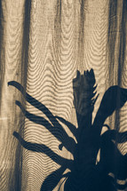 shadow of a house plant on a curtain 