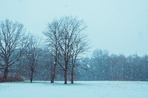 winter trees and falling snow 