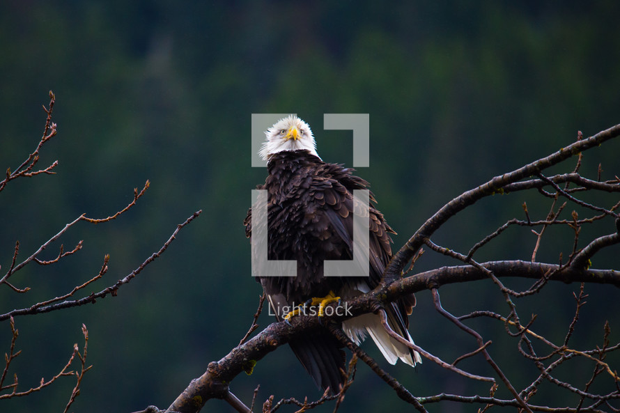 bald eagle perched on a limb