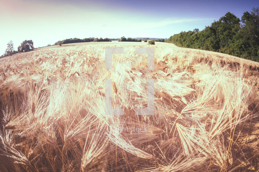 golden wheat in a wheat field 