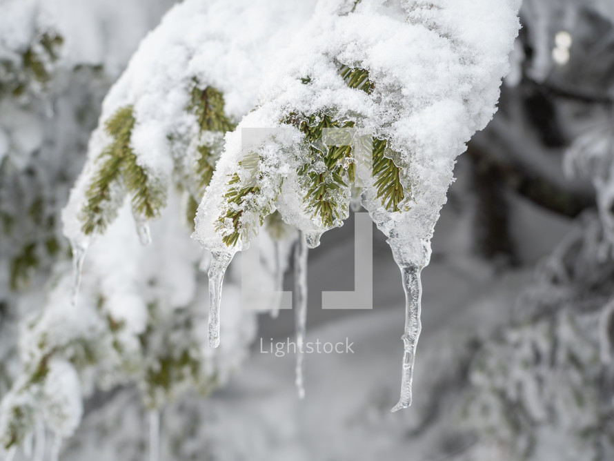 Snow covered green fir tree branch with icicles in mountains in winter season close up