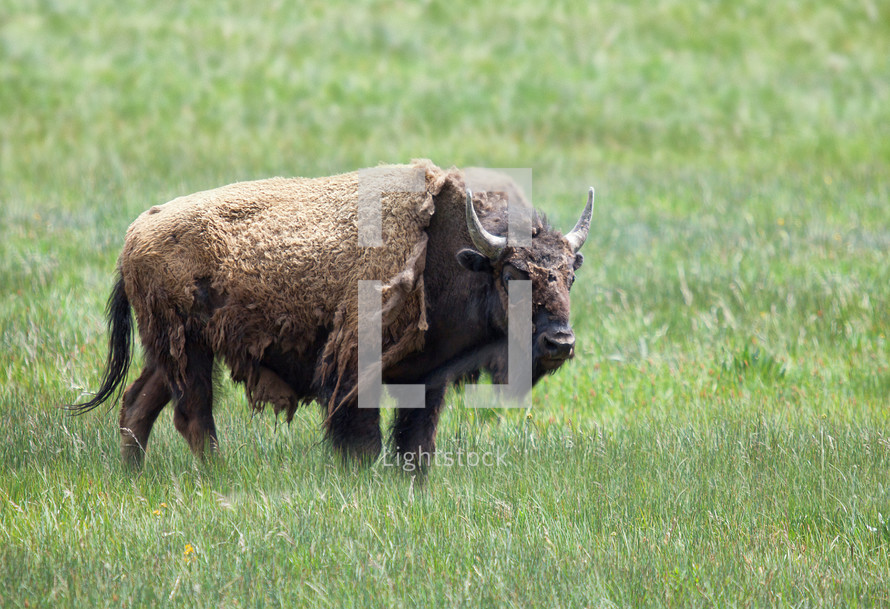 a buffalo standing in grass 