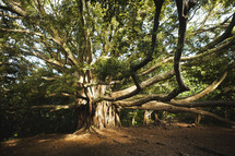 large tree with long branches 