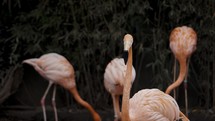 Caribbean Flamingo (Phoenicopterus Ruber) Breeds In Yucatán Peninsula, South America. Selective Focus Shot	
