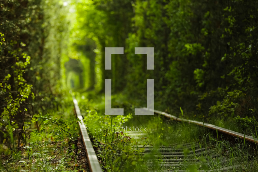Magic Tunnel of Love, green trees and the railroad, in Ukraine. Focus on the foreground, background is defocused.