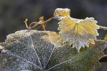 frost on grape leaves 