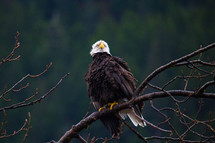 bald eagle perched on a limb
