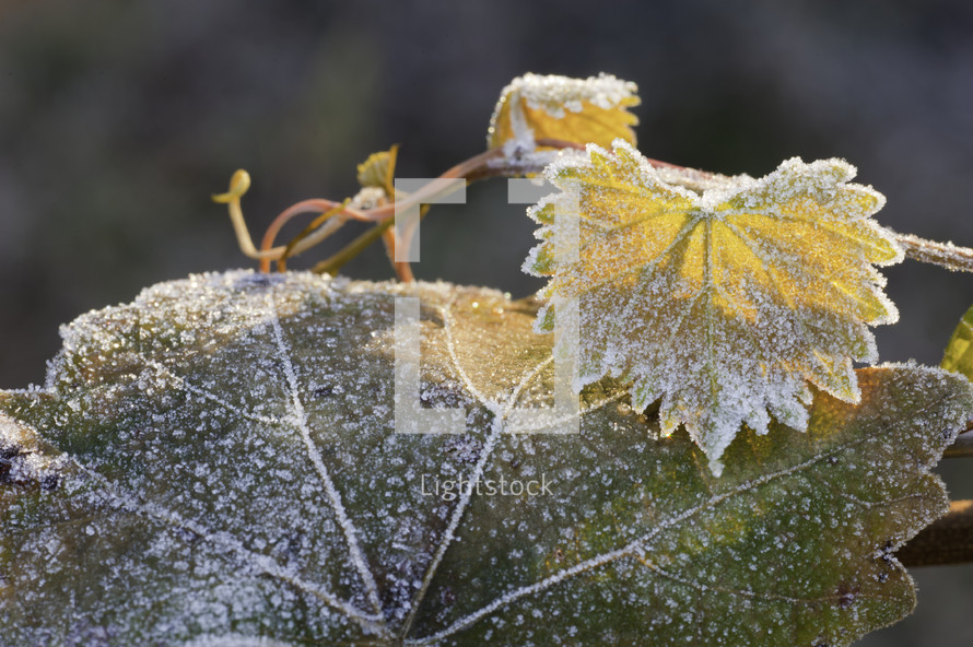 frost on grape leaves 