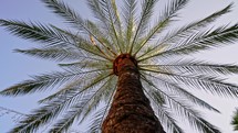Branches of date palms under blue sky. View into the sky through a date palm in Barcelona.
