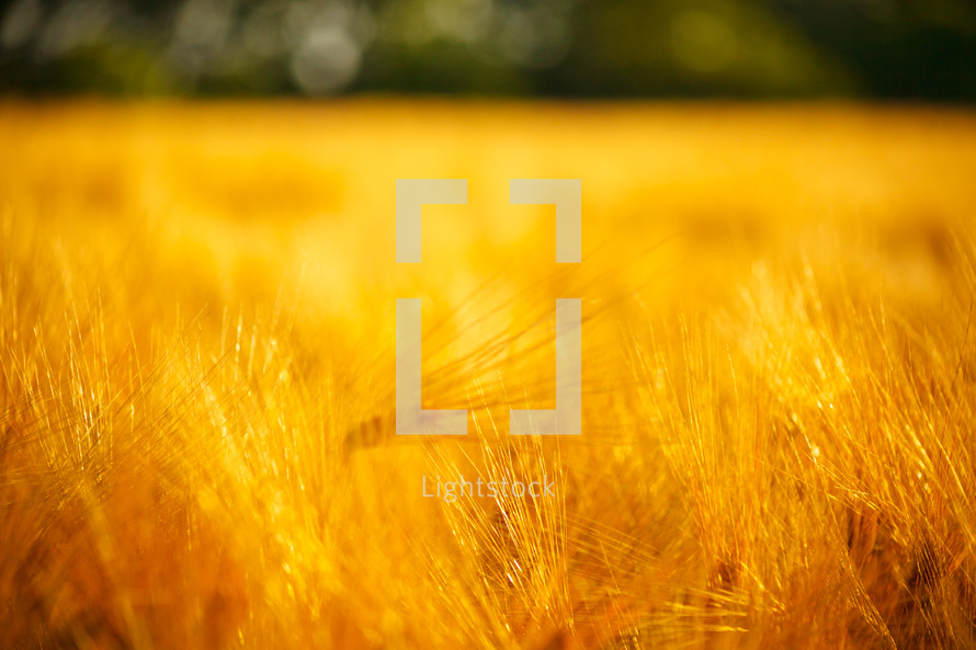 closeup of golden wheat in a wheat field 