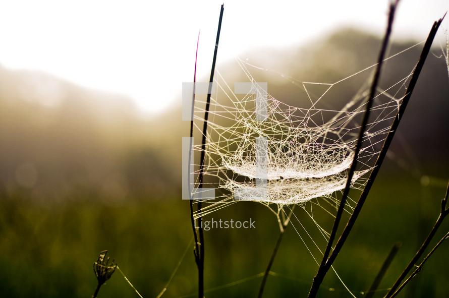 spider web in the grass 