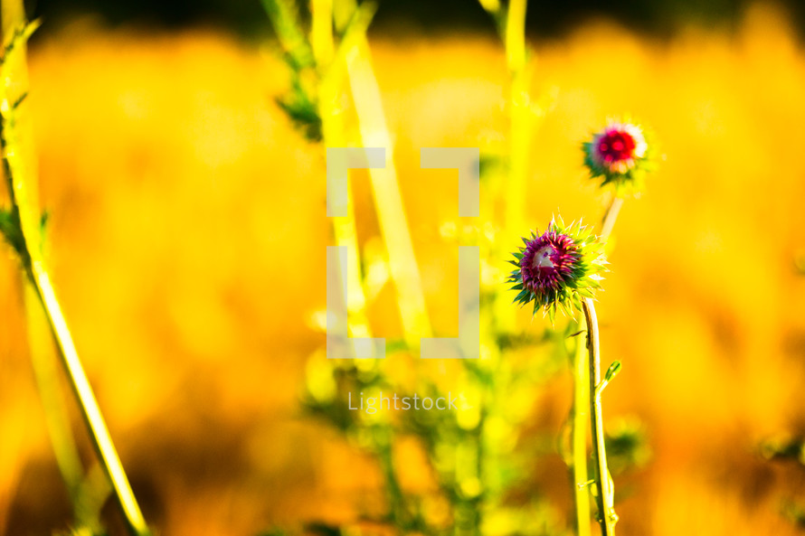 wildflowers in a wheat field 