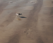 sandpiper on a beach 
