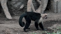 Slow motion shot of Old Capuchin Monkey Walking Away On Four Legs With Long Curled Tail. 
