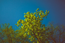 green trees against a blue sky 