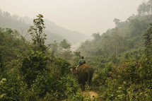 man riding an elephant through a forest 