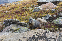 groundhog or marmot in Colorado mountains 