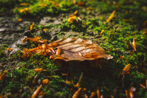 moss and brown leaf 
