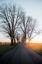 bare winter trees along a rural road at sunrise 