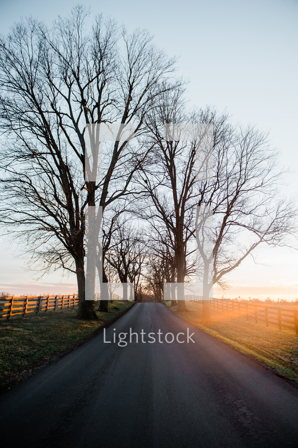 bare winter trees along a rural road at sunrise 