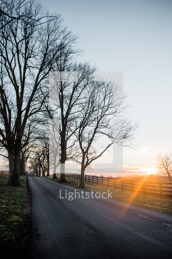 bare trees lining a rural road 