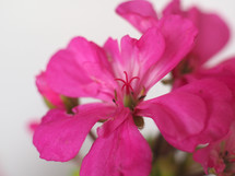 geranium aka cranesbill (scientific classification Geraniales) plant close up of pink flower