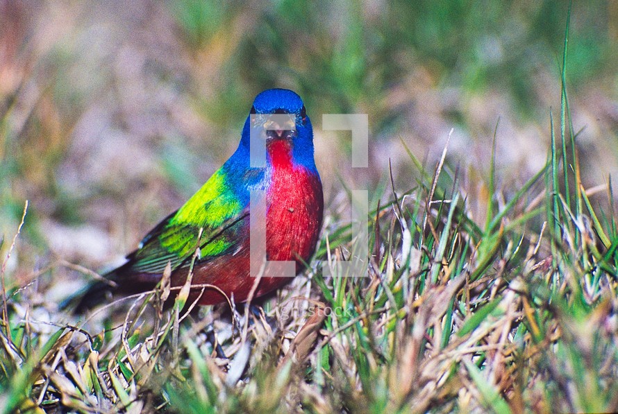 Painted Bunting, Everglades National Park, Florida.
