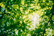 sunlight through green leaves on a tree 