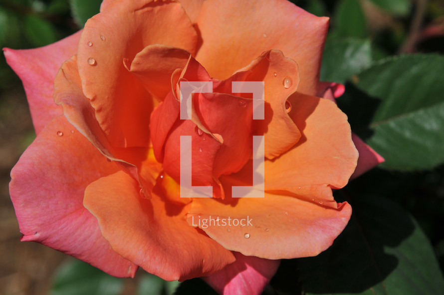 orange and pink rose 