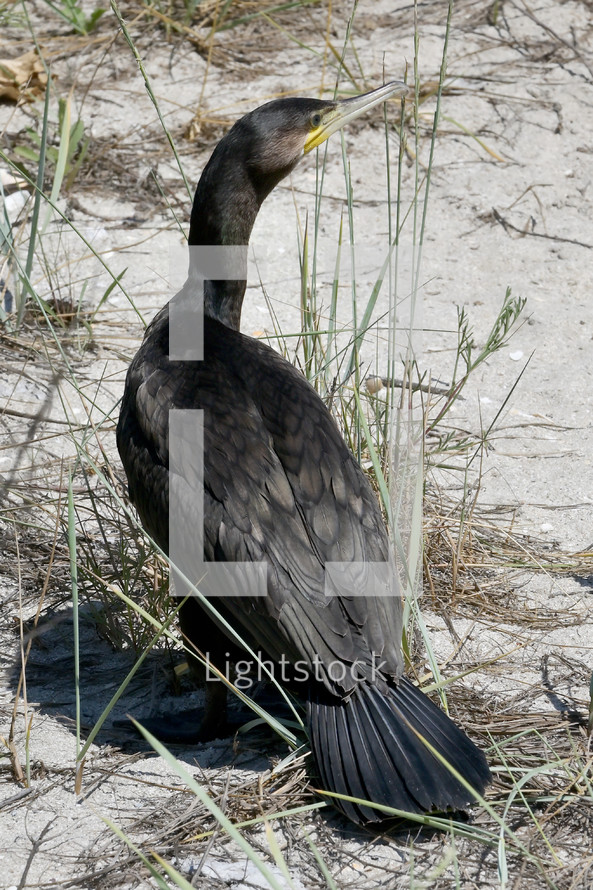 Great Cormorant Phalacrocorax Carbo on Black Sea Beach