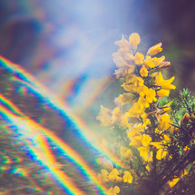 yellow wildflowers and rainbow light 
