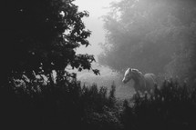 a horse standing in a foggy meadow 