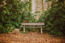 park bench surrounded by bushes 
