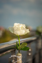 white roses tied to a metal railing 