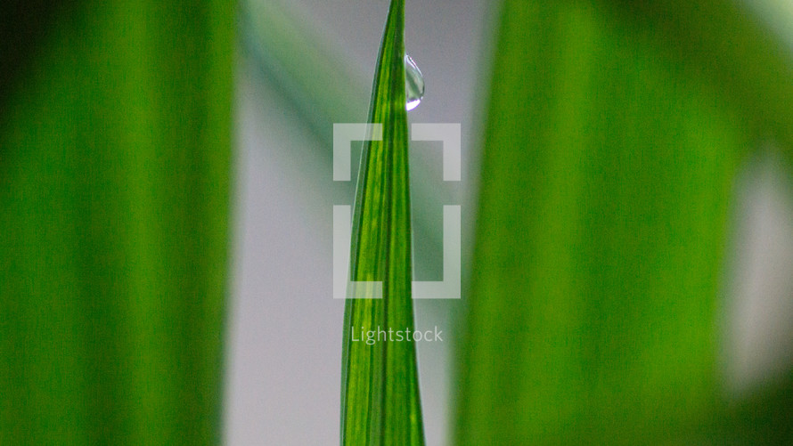 water droplet on a blade of grass