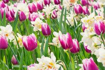 tulips and daffodils 