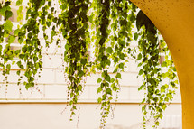 hanging vines 