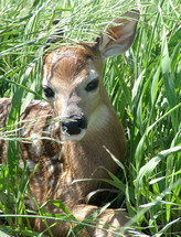 fawn in the grass