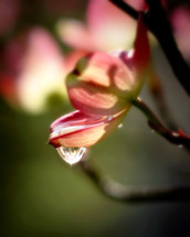 drop of water falling from a dogwood blossom
