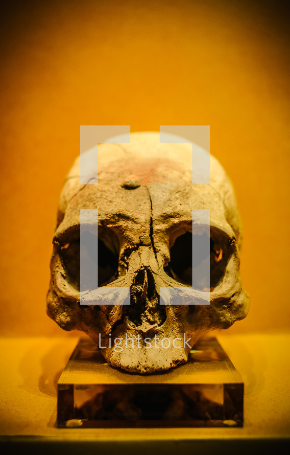 A human skull.