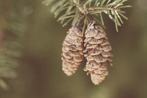 Pinecones hanging from a tree. 